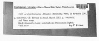 Leptomelanconium allescheri image